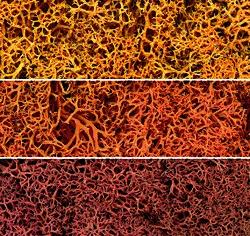 Woodland Scenics L165 – Autumn Mix Lichen #165 product image