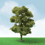 JTT Scenery Products 92207 European Plane Trees (3) — exact JTT Scenery Products product view