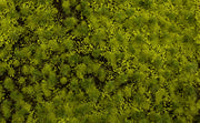 Light Green Tufted Grass Mat (one 11.75" X 7.5" sheet) - Bachmann 32921