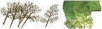 JTT Scenery HO Sycamore Trees 3 to 4 inch 16-pack 92020