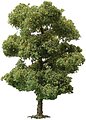 JTT Pro-Elite European Plane Trees HO Scale 3.5 to 4 inch 2-pack 92307