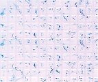 Plastruct 91542 PS-42 3/16" Square Tile Patterned Sheet