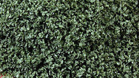 Scenic-Expr SuperLeaf Scale Model Leaf Flake 16oz Shaker - Olive Green — exact Scenic Express product image