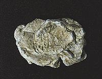 Woodland Scenics C1237 Wind Rock Mold - product image