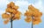 Woodland Scenics TR1604 Premium Fall Maple Trees - view 5