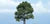 Woodland Scenics TR1606 Premium Oak Tree - view 5