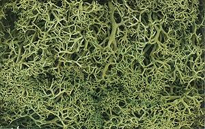 Woodland Scenics Light Green Lichen
