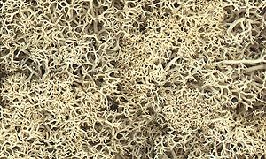 Woodland Scenics Natural Lichen