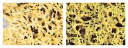 Woodland Scenics Light Green Mix Lichen – WOO167