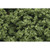 Woodland Scenics FC182 Clump Foliage - Light Green - 3 Quarts - view 5