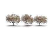 Woodland Scenics TR3594 Cherry Blossom Trees - 1.75 to 2.25 in - 3 Pack - product image