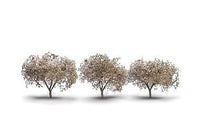 Woodland Scenics TR3594 Cherry Blossom Trees - 1.75 to 2.25 in - 3 Pack - product image