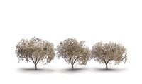 Woodland Scenics TR3594 Cherry Blossom Trees - 1.75 to 2.25 in - 3 Pack - view 4