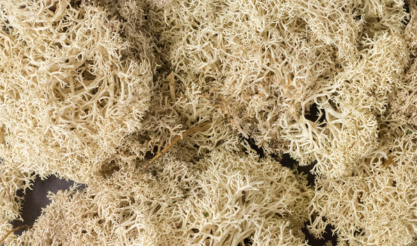 Woodland Scenics 166 Natural Lichen