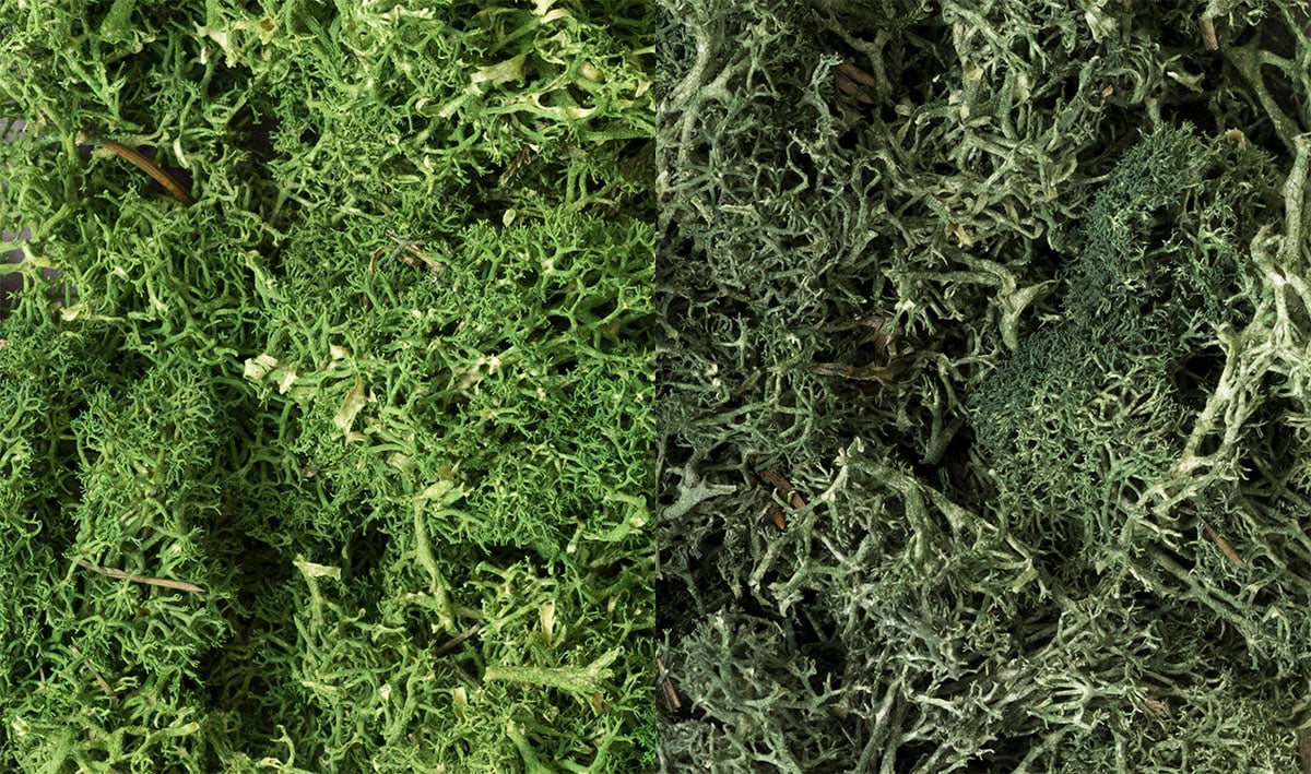 Woodland Scenics 168 Dark Green Mix Lichen